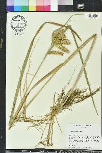 Carex comosa image