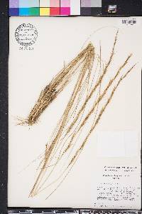 Aristida stricta image