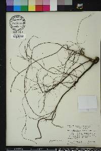 Polygonella polygama image