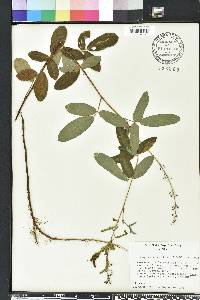 Desmodium incanum image