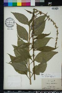 Campanulastrum americanum image