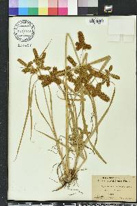 Cyperus erythrorhizos image