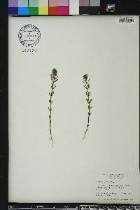 Polygala cruciata image