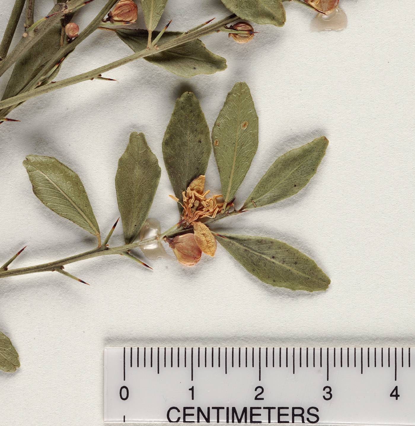 Microcitrus image