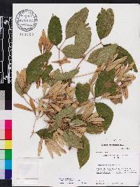 Fraxinus pauciflora image