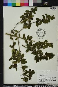 Ilex vomitoria image