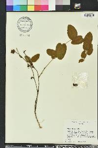 Smilax pumila image