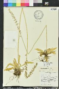 Aletris obovata image