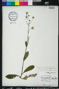Hieracium megacephalon image