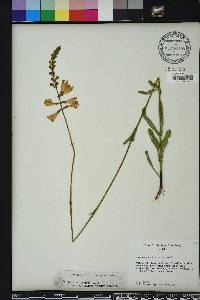 Physostegia purpurea image