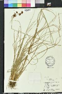 Rhynchospora fascicularis image
