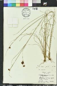 Rhynchospora fascicularis image