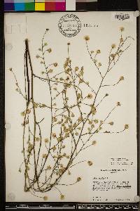 Symphyotrichum subulatum image