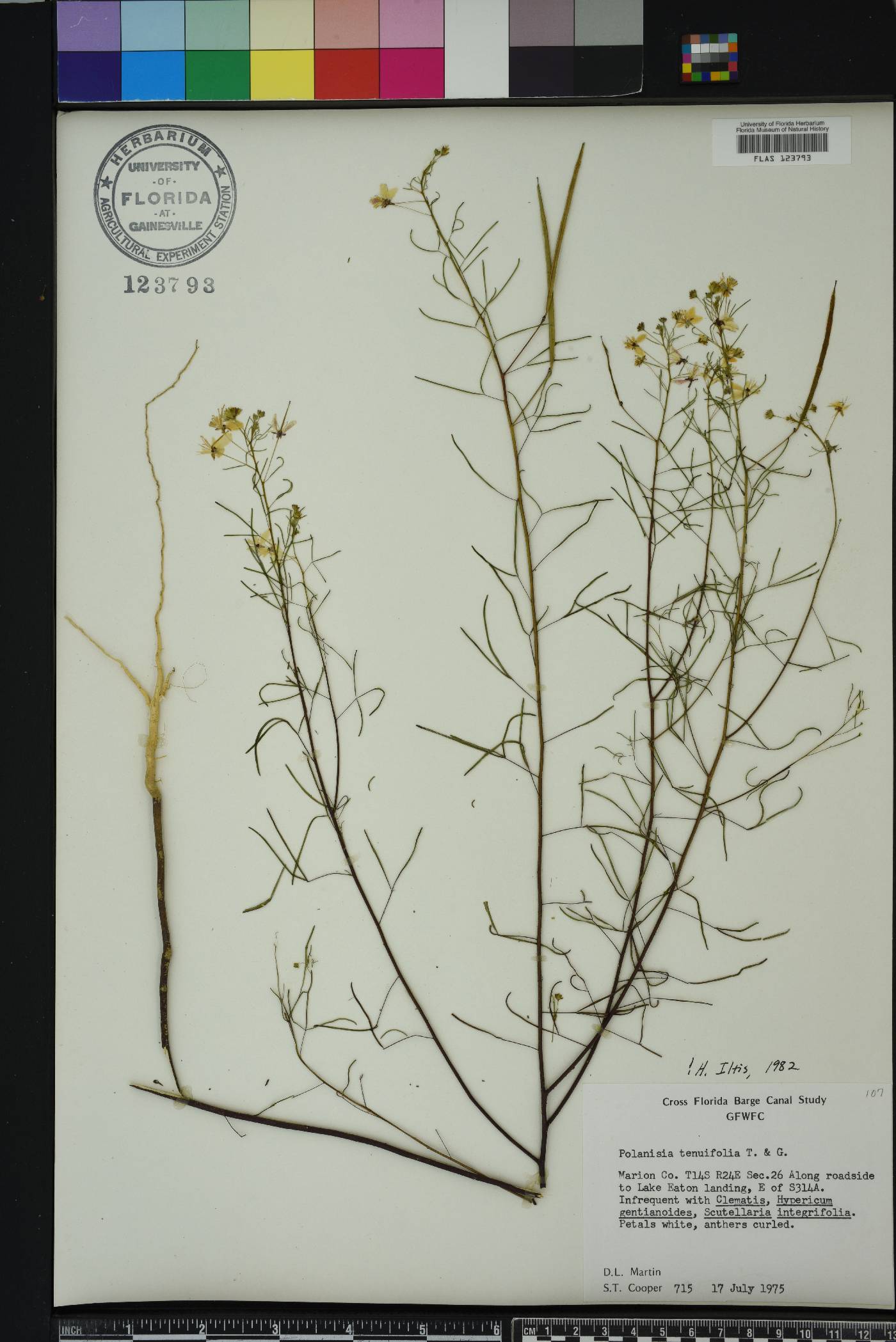 Polanisia tenuifolia image