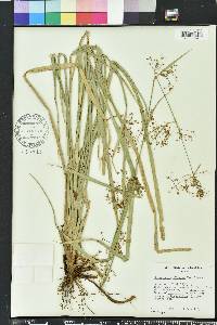 Rhynchospora miliacea image