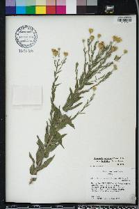 Pityopsis graminifolia image