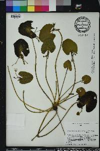 Nymphoides aquatica image