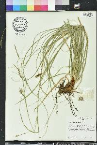 Carex cherokeensis image