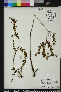 Hypericum myrtifolium image