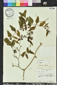 Smilax auriculata image