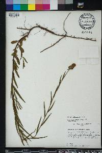 Ludwigia suffruticosa image