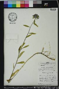 Hydrolea corymbosa image