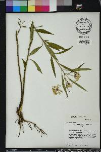 Asclepias perennis image