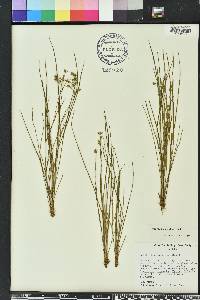 Callisia graminea image