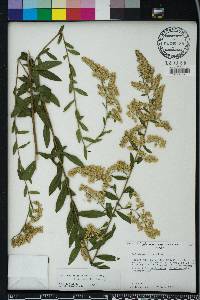 Solidago odora var. chapmanii image