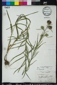 Liatris squarrosa image