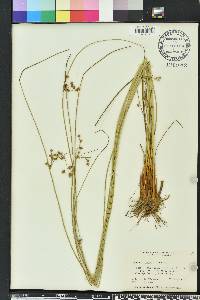 Juncus coriaceus image