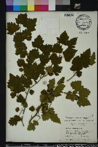 Crataegus marshallii image