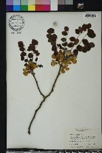 Robinia hispida image