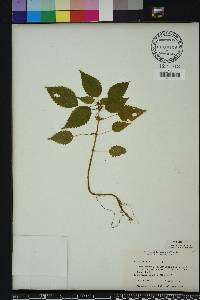 Pilea pumila image