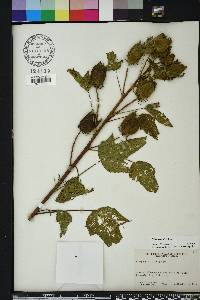 Hibiscus laevis image