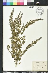 Lespedeza cuneata image