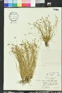 Isolepis carinata image