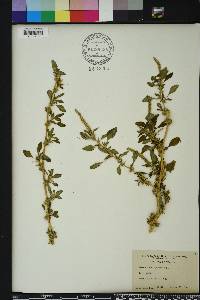 Amaranthus spinosus image