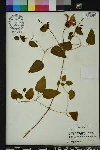 Clematis crispa image