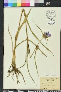 Tradescantia ohiensis image