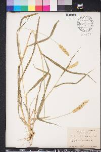 Setaria pumila image