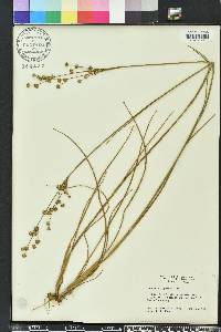 Juncus scirpoides image