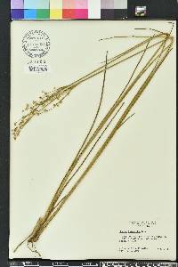 Juncus scirpoides image