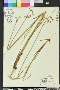 Juncus megacephalus image