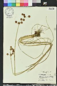 Juncus megacephalus image