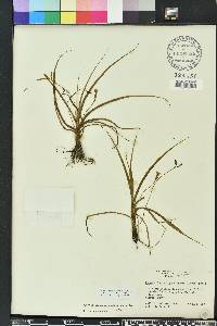 Hypoxis curtissii image