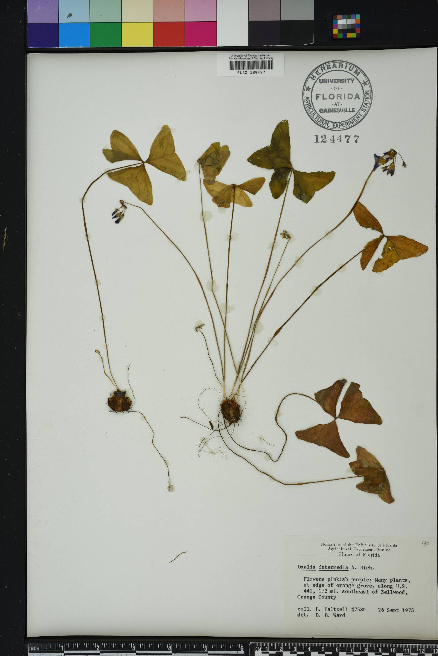 Oxalis intermedia image