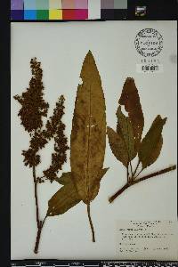 Rumex verticillatus image