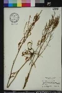 Rumex hastatulus image