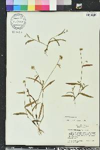 Murdannia nudiflora image